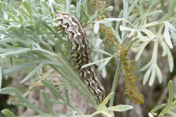 Cucullia (Cucullia) hartigi, Noctuidae